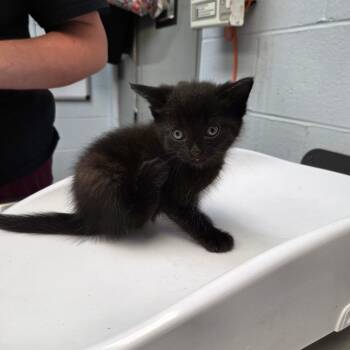 Kool Cat -  Domestic Short Hair Cat for Adoption in Parkersburg, West Virginia - Kool Cat | PetCurious