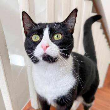 Tuxedo Cats Available for Adoption - Patch | PetCurious
