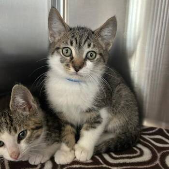 Domestic Short Hair Cats Available for Adoption in Knoxville, Tennessee - Burger King | PetCurious