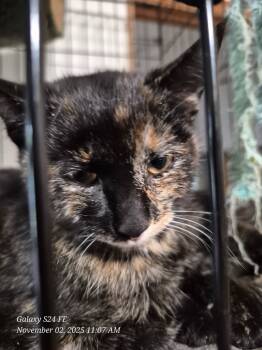 Rescue American Shorthair Cats for Adoption in Thompson Falls, Montana - Myla | PetCurious