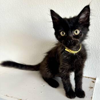 Mandy Moo PL -  Domestic Short Hair Cat for Adoption in Union, Missouri - Mandy Moo PL | PetCurious