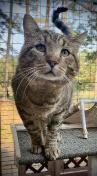 Rescue Tabby Cats for Adoption in Piedmont, Missouri - Tab Hunter | PetCurious