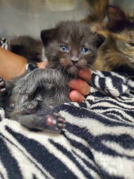 Rescue Domestic Short Hair Cats for Adoption in Winder, Georgia - 2025-10-090 *Ben* | PetCurious