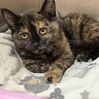 Rescue Domestic Short Hair Cats for Adoption in Latrobe, Pennsylvania - Ellie | PetCurious