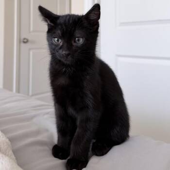 Burton -  Domestic Short Hair Cat for Adoption in Keizer, Oregon - Burton | PetCurious