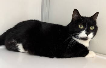 Rescue Domestic Short Hair Cats for Adoption in Alexandria, Virginia - Lexie (Senior) | PetCurious