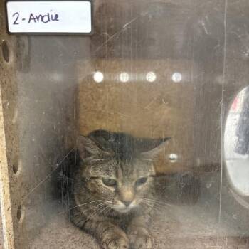 Andie 2 -  Domestic Short Hair Cat for Adoption in Philadelphia, Pennsylvania - Andie 2 | PetCurious