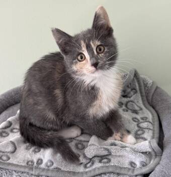 Dilute Calico Cats Available for Adoption - Phoebe  | PetCurious