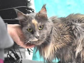 Luna -  Maine Coon Cat for Adoption in Portland, Oregon - Luna | PetCurious