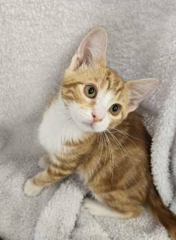 Rusty -  Domestic Short Hair Cat for Adoption in Antioch, California - Rusty | PetCurious