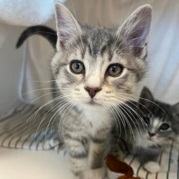Domestic Short Hair Cats Available for Adoption in Manassas, Virginia - Earl Grey (ID 51463) | PetCurious