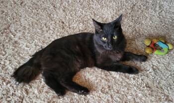 Rescue Domestic Medium Hair Cats for Adoption - Bubbles | PetCurious