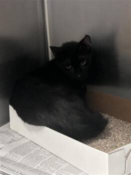 Domestic Short Hair Cats Available for Adoption in Dallas, Texas - SWEETEST TABOO | PetCurious