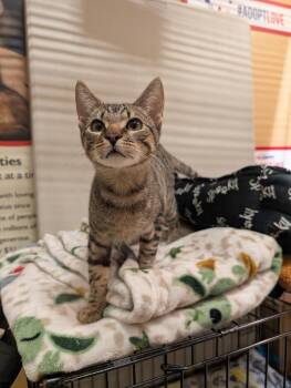 Domestic Short Hair and Tabby Cats Available for Adoption - Antonio | PetCurious