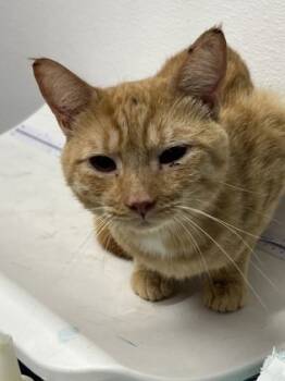 Rescue Domestic Short Hair Cats for Adoption in West Chester, Pennsylvania - Dagwood | PetCurious