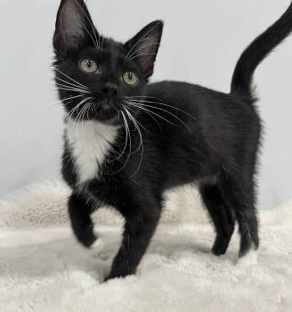 Rescue Domestic Short Hair Cats for Adoption in Chicago, Illinois - San | PetCurious