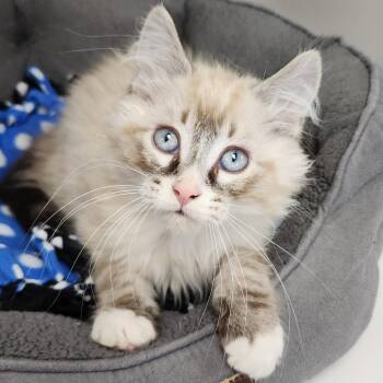 Siamese Cats Available for Adoption in Marshfield, Wisconsin - Rhubarb | PetCurious