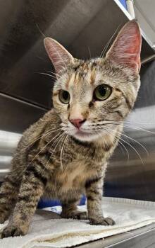 CITRUS -  Domestic Short Hair Cat for Adoption - CITRUS | PetCurious