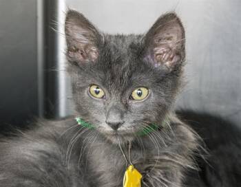 Rescue Domestic Medium Hair Cats for Adoption in St. Louis, Missouri - ROO | PetCurious