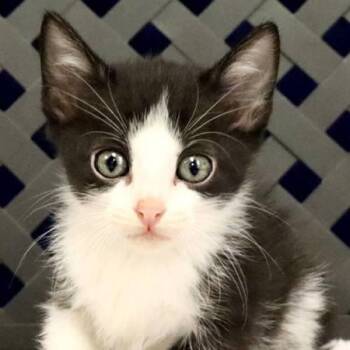 Domestic Short Hair Cats Available for Adoption in Fort Davis, Texas - Noodle | PetCurious