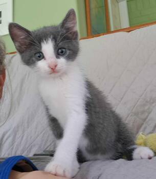Shawn -  Domestic Short Hair Cat for Adoption in Collierville, Tennessee - Shawn | PetCurious