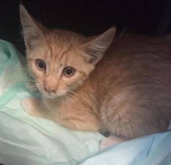 Garfield Jr. -  Domestic Short Hair Cat for Adoption in El Paso, Texas - Garfield Jr. | PetCurious