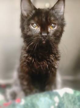 Rescue Domestic Medium Hair Cats for Adoption in Sheboygan, Wisconsin - Desiree | PetCurious