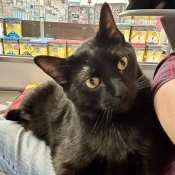 Domestic Short Hair Cats Available for Adoption - Niko | PetCurious