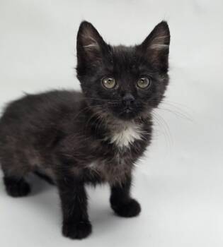 Star Destroyer -  Domestic Short Hair Cat for Adoption in Sedalia, Colorado - Star Destroyer | PetCurious