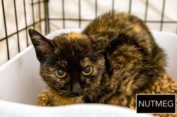 Tortoiseshell Cats Available for Adoption - Nutmeg (FCID# 02/19/2026 - 28) | PetCurious