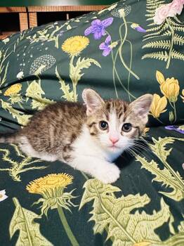 Domestic Short Hair Cats Available for Adoption in Hartville, Ohio - Lavender | PetCurious