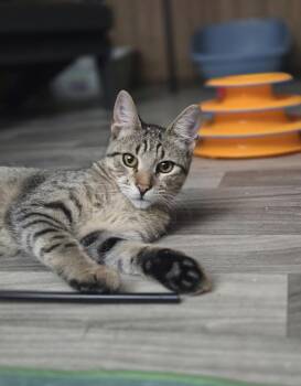 Ming Ming -  Domestic Short Hair Cat for Adoption in The Woodlands, Texas - Ming Ming | PetCurious