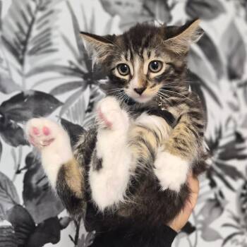 Enoki -  Domestic Long Hair Cat for Adoption in Wahiawa, Hawaii - Enoki | PetCurious