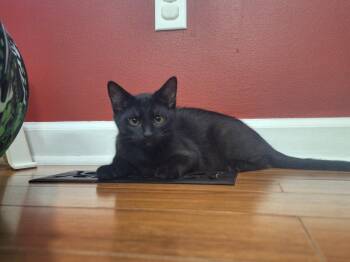 Remy -  Domestic Medium Hair Cat for Adoption in Raleigh, North Carolina - Remy | PetCurious