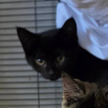 Sardine -  Domestic Short Hair Cat for Adoption in Muncie, Indiana - Sardine | PetCurious
