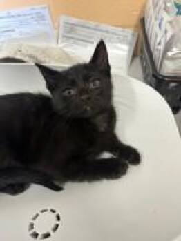 Michael -  Domestic Short Hair Cat Available for Adoption in Manitowoc, Wisconsin - Michael | PetCurious