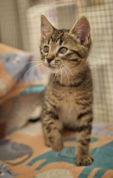 Tigger -  Domestic Short Hair Cat for Adoption in Santa Barbara, California - Tigger | PetCurious