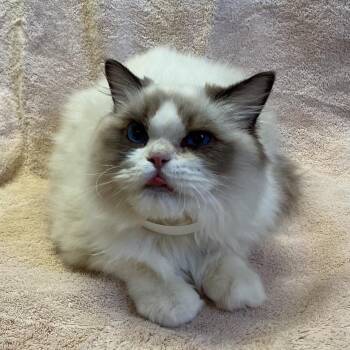 IVHS-Stray-139608 -  Ragdoll Cat for Adoption in San Gabriel, California - IVHS-Stray-139608 | PetCurious
