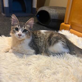 Peanut C12491 -  Domestic Medium Hair Cat for Adoption - Peanut C12491 | PetCurious