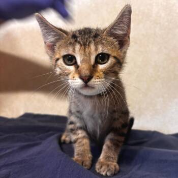 Guppy -  Domestic Short Hair Cat for Adoption in Belleville, Illinois - Guppy | PetCurious
