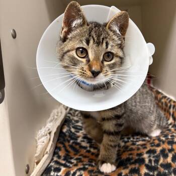 Tinker -  Domestic Short Hair Cat for Adoption in Fairport, New York - Tinker | PetCurious