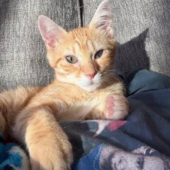 Oliver -  Domestic Short Hair Cat for Adoption in East Brunswick, New Jersey - Oliver | PetCurious