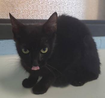 Fm 5 Regina -  Domestic Short Hair Cat for Adoption in Lawrenceville, Georgia - Fm 5 Regina | PetCurious