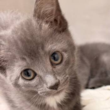 RAIN -  Domestic Short Hair Cat for Adoption in Corydon, Indiana - RAIN | PetCurious