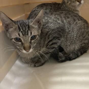 Ralf -  Domestic Short Hair Cat for Adoption in Galveston, Texas - Ralf | PetCurious