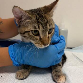 April -  Domestic Short Hair Cat for Adoption in Nashville, Tennessee - April | PetCurious
