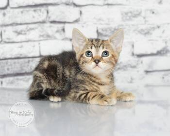 Abby -  Domestic Short Hair and Torbie Cat for Adoption in Tuscaloosa, Alabama - Abby | PetCurious