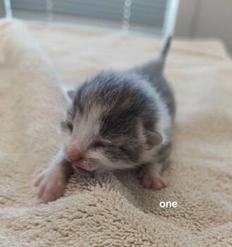 Sage -  Domestic Short Hair Cat for Adoption in Lafayette, Indiana - Sage | PetCurious