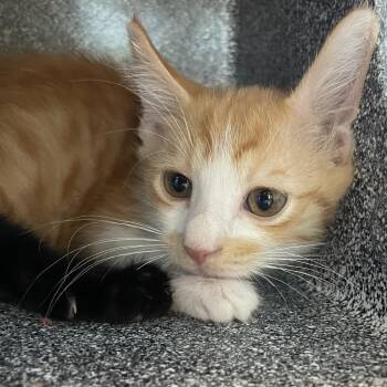 Carrotina -  Domestic Short Hair Cat for Adoption in Norman, Oklahoma - Carrotina | PetCurious