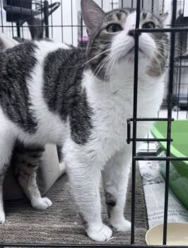 Flit -  Domestic Short Hair Cat for Adoption in Youngstown, Ohio - Flit | PetCurious